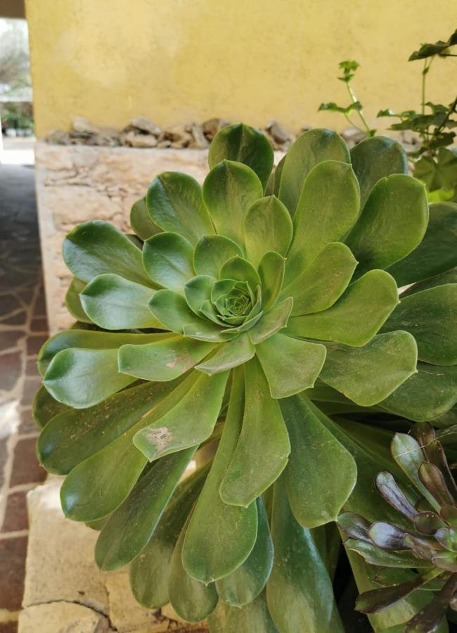 Posada Casa Del Minero Pozos  외부 사진